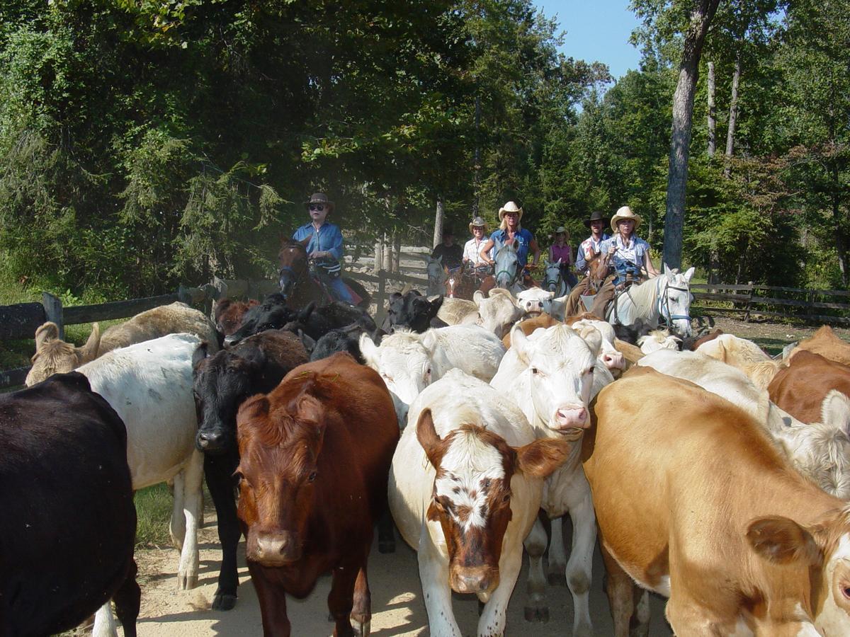 French Broad Outpost Ranch 호텔 Del Rio 외부 사진